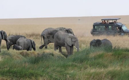 Steven&Friends Safariresa