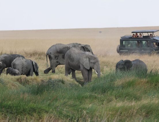 Steven&Friends Safariresa