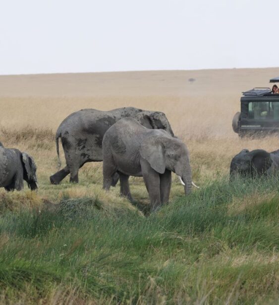 Steven&Friends Safariresa