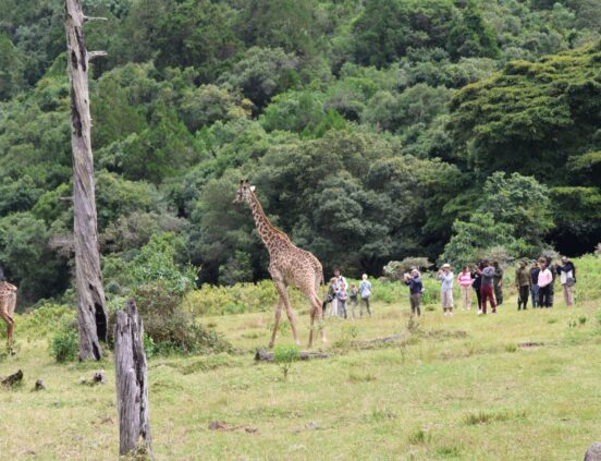 Steven&Friends Safariresa